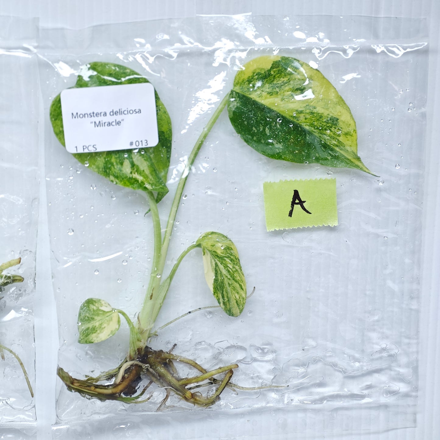 Monstera Miracle / Thai Cons Tricolour (1plant/bag) - Tissue culture