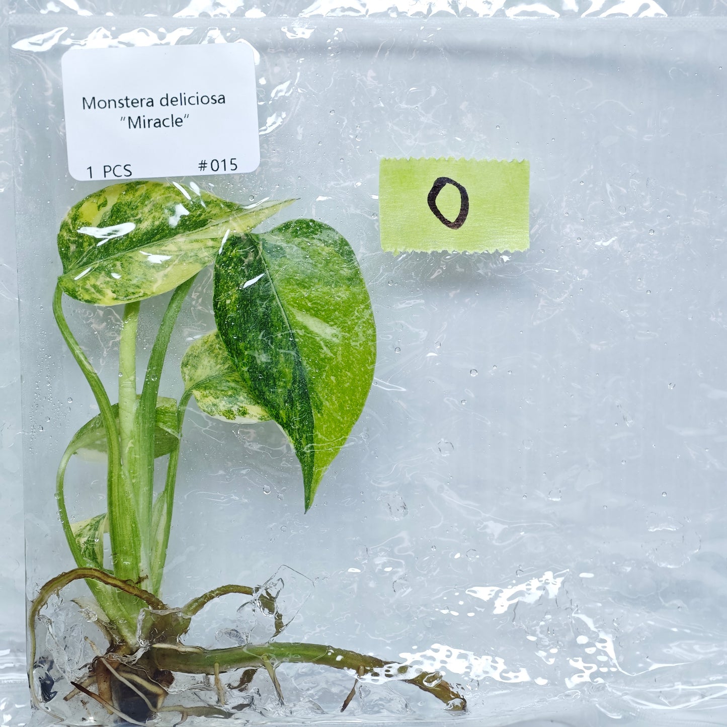 Monstera Miracle / Thai Cons Tricolour (1plant/bag) - Tissue culture