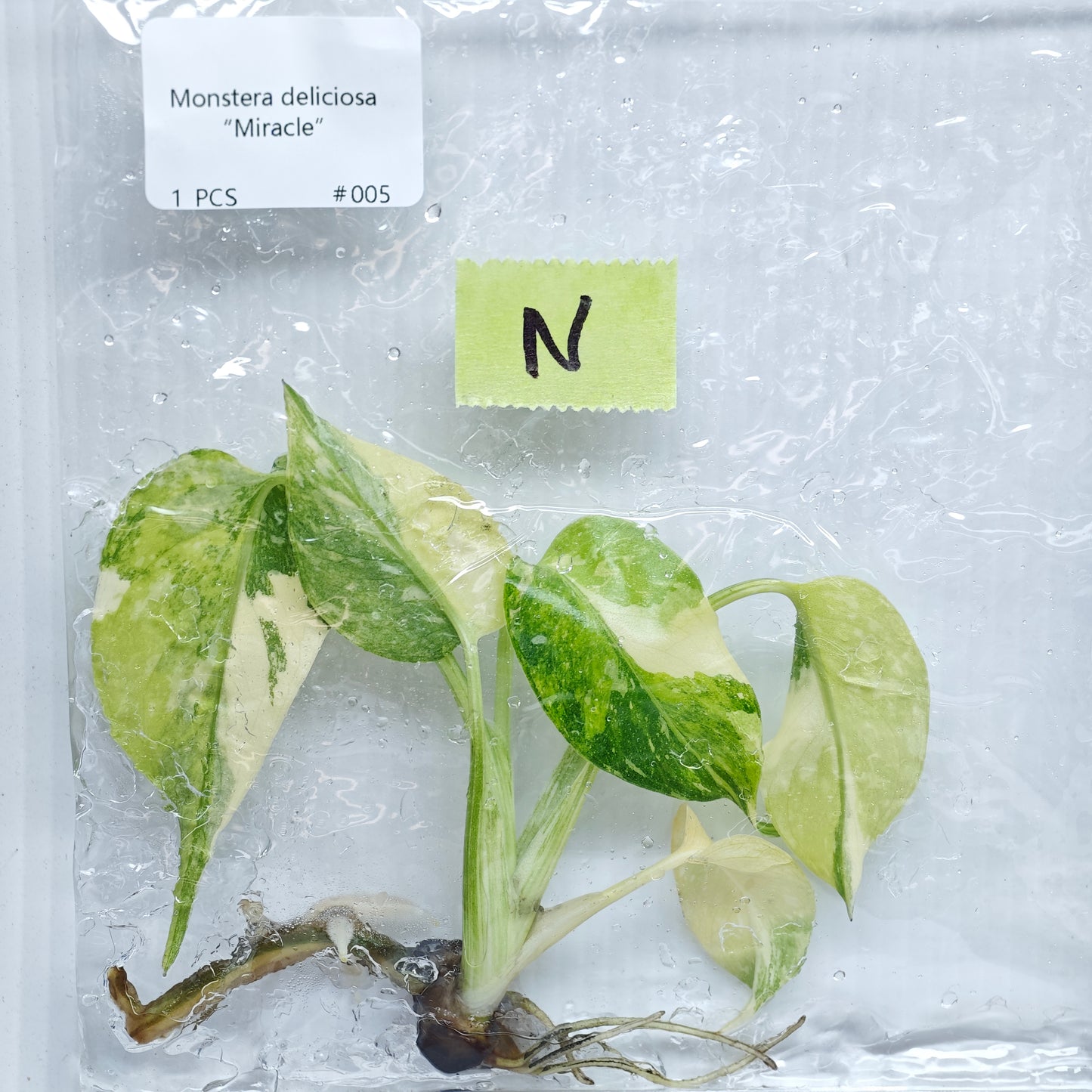 Monstera Miracle / Thai Cons Tricolour (1plant/bag) - Tissue culture