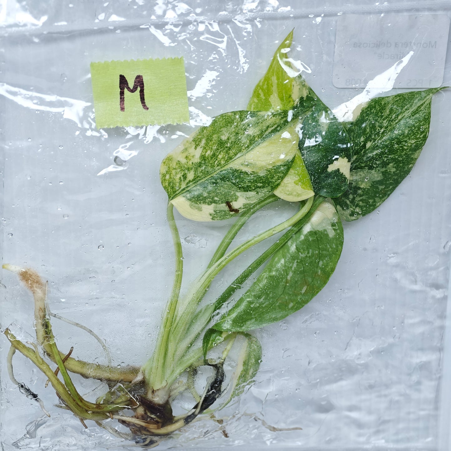 Monstera Miracle / Thai Cons Tricolour (1plant/bag) - Tissue culture