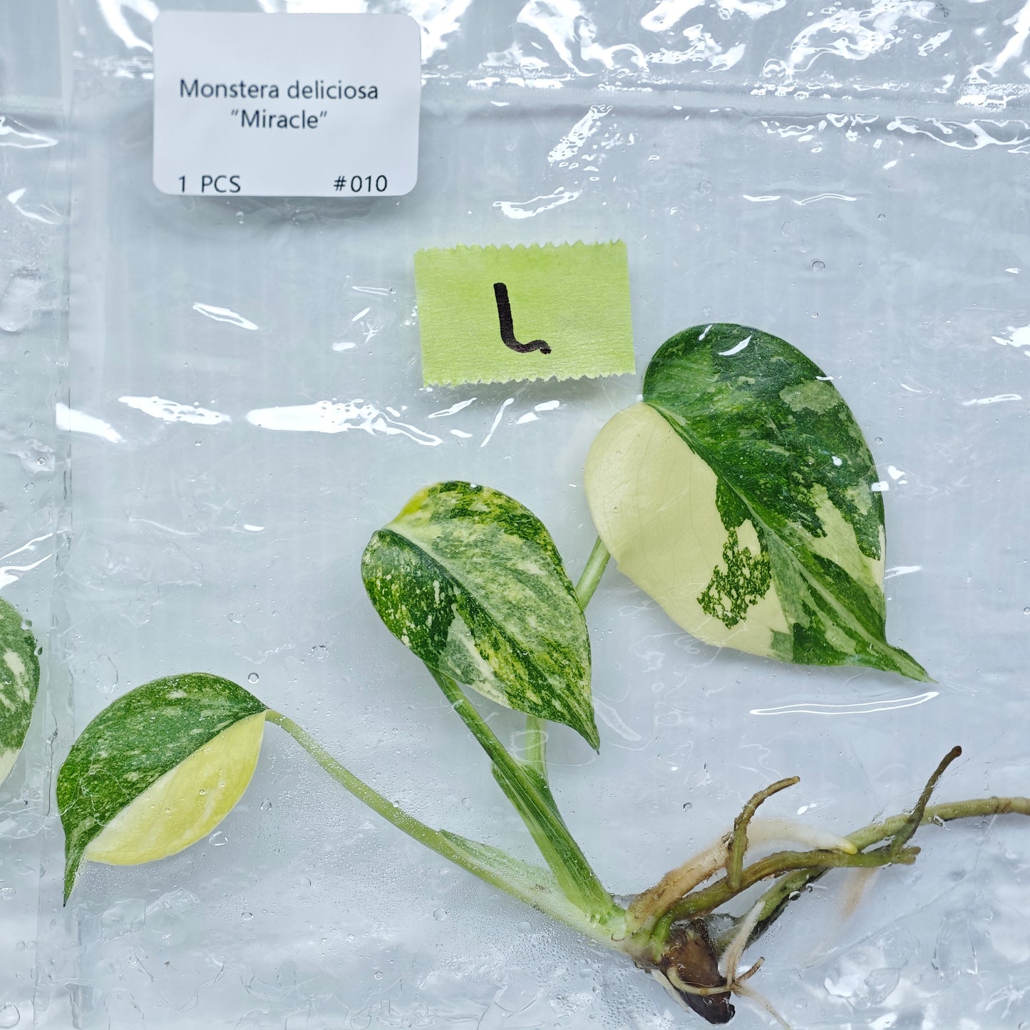 Monstera Miracle / Thai Cons Tricolour (1plant/bag) - Tissue culture
