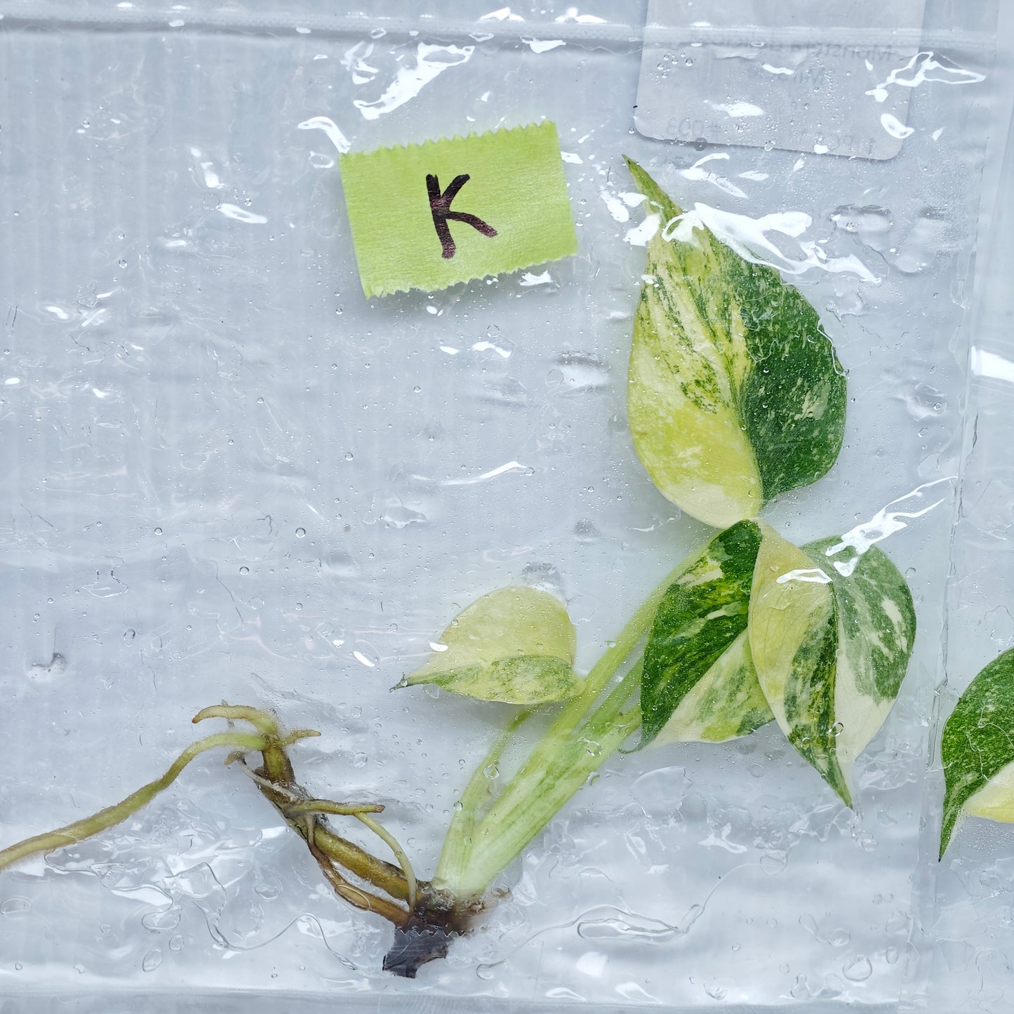 Monstera Miracle / Thai Cons Tricolour (1plant/bag) - Tissue culture
