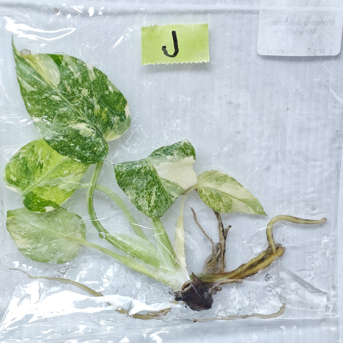 Monstera Miracle / Thai Cons Tricolour (1plant/bag) - Tissue culture