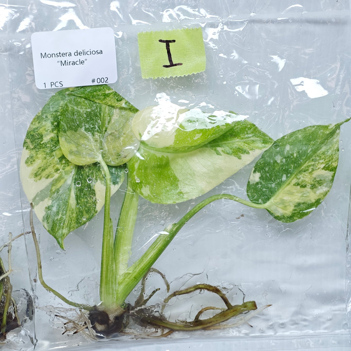 Monstera Miracle / Thai Cons Tricolour (1plant/bag) - Tissue culture