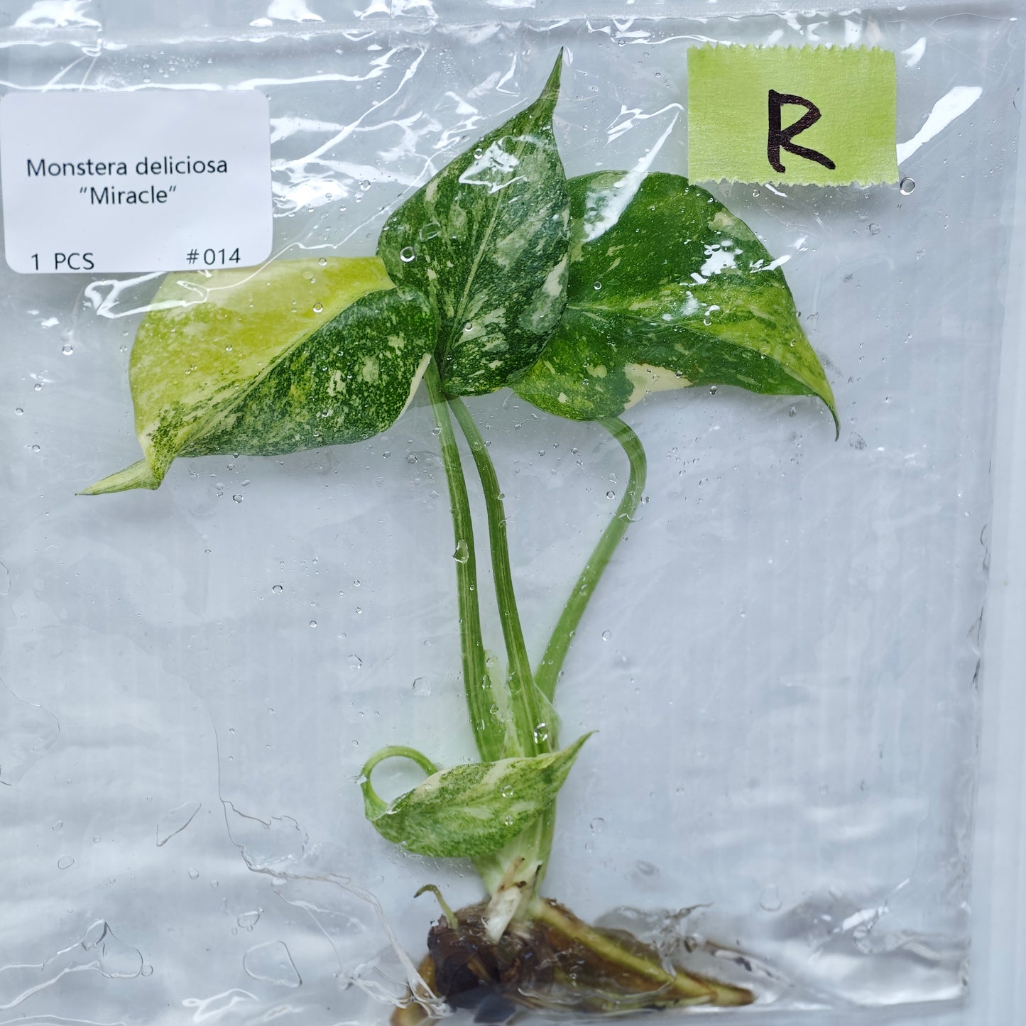 Monstera Miracle / Thai Cons Tricolour (1plant/bag) - Tissue culture