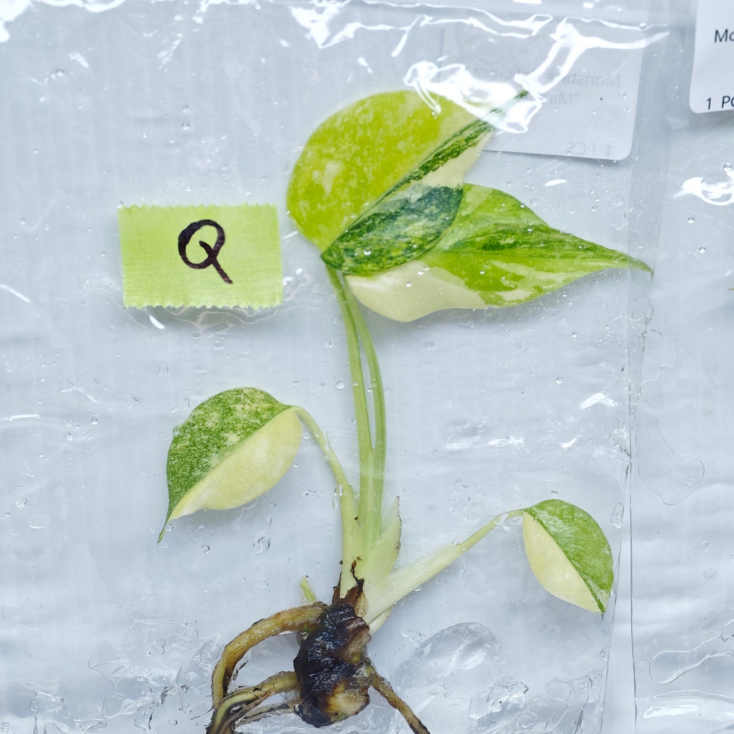 Monstera Miracle / Thai Cons Tricolour (1plant/bag) - Tissue culture