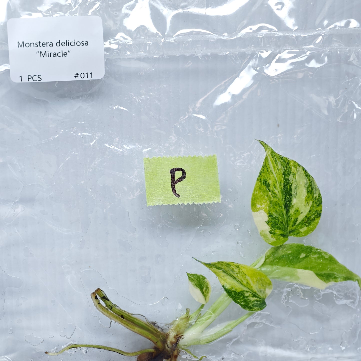 Monstera Miracle / Thai Cons Tricolour (1plant/bag) - Tissue culture