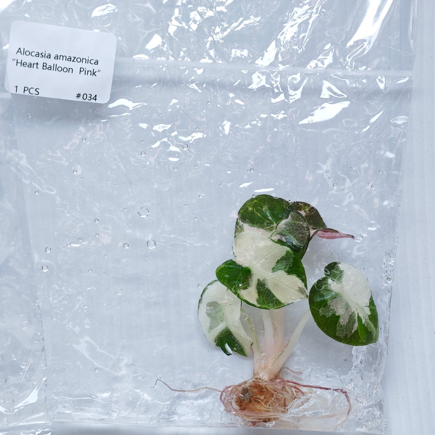 Alocasia Heart Balloon Pink Variegated (1plant/bag) - Tissue culture