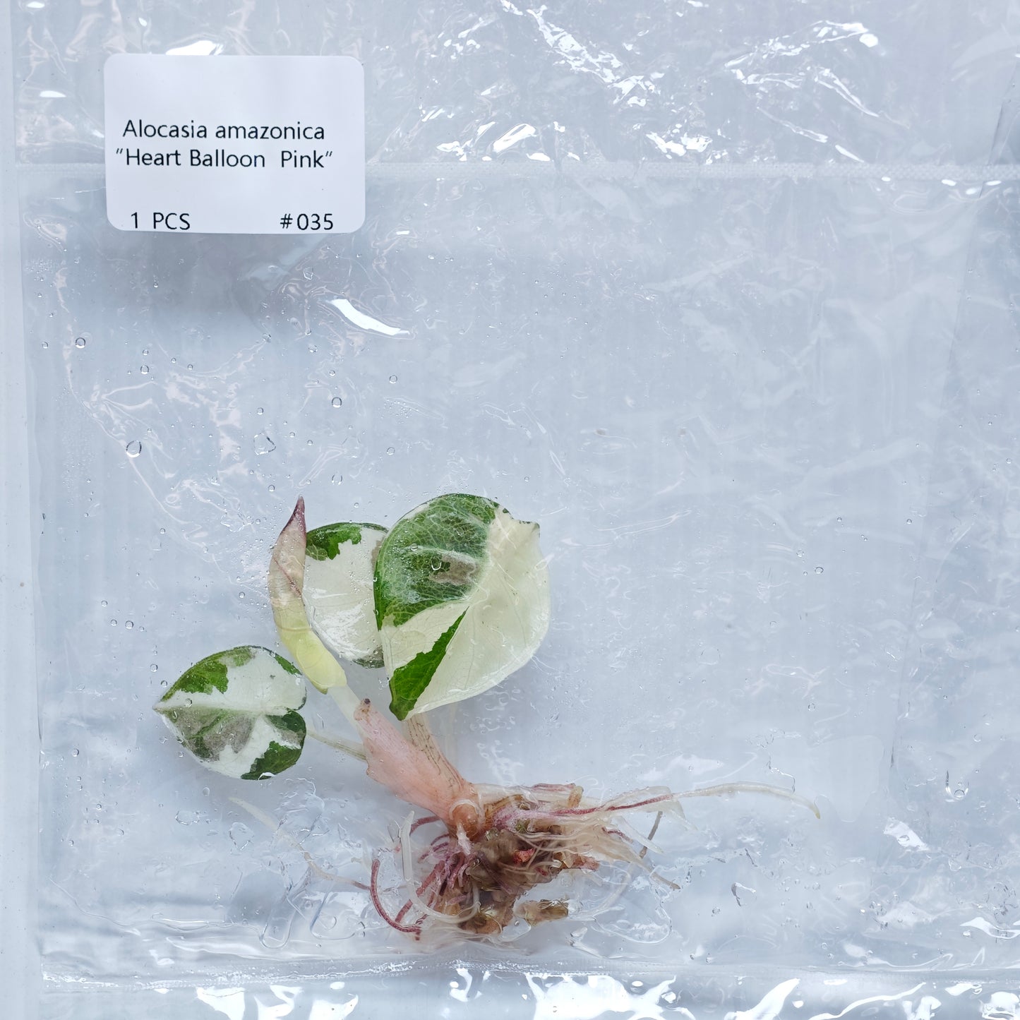 Alocasia Heart Balloon Pink Variegated (1plant/bag) - Tissue culture