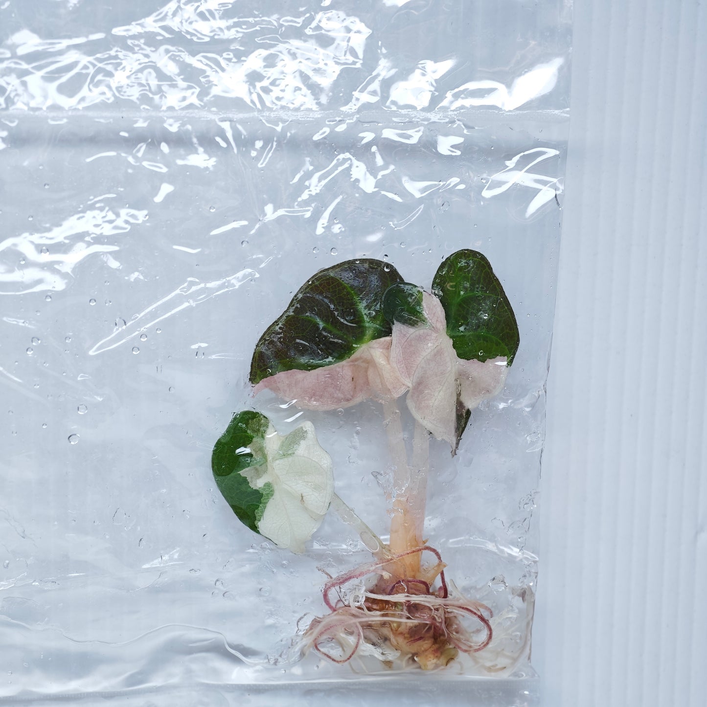 Alocasia Heart Balloon Pink Variegated (1plant/bag) - Tissue culture
