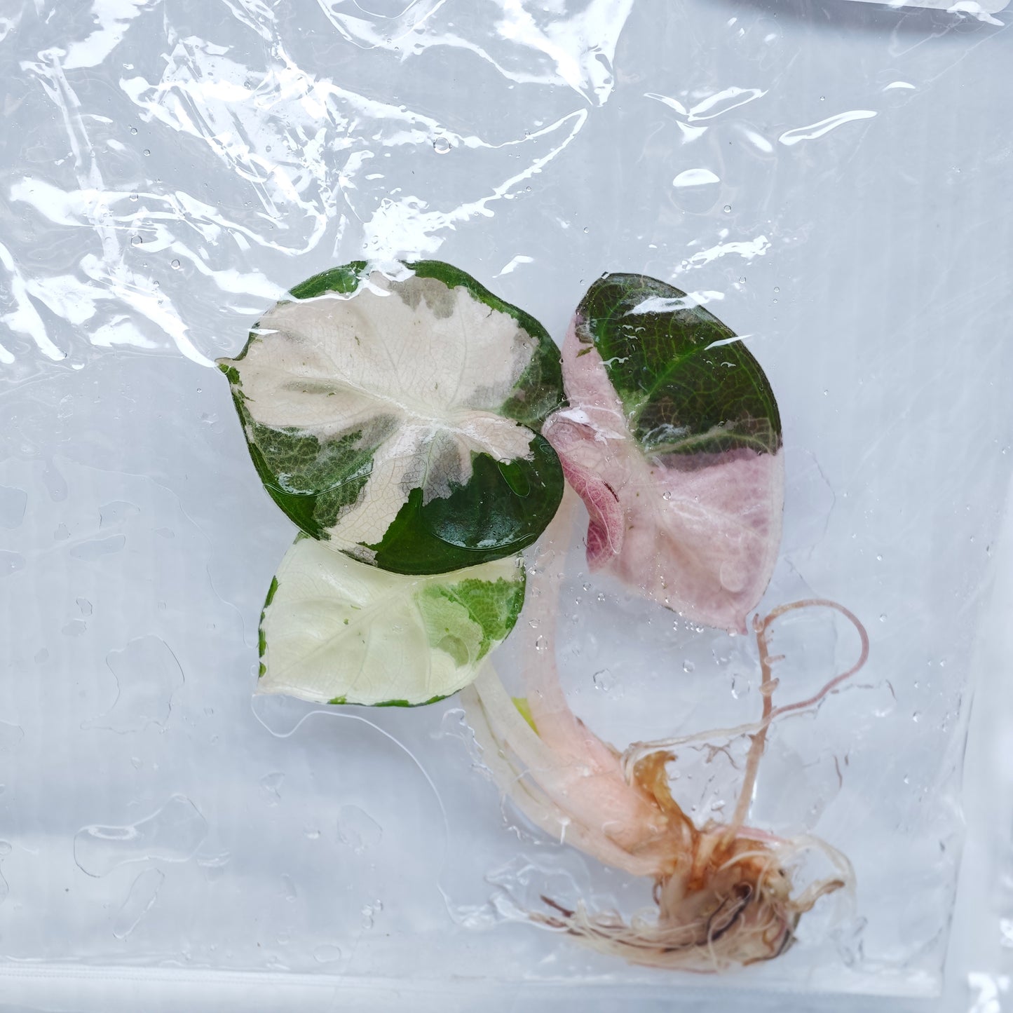 Alocasia Heart Balloon Pink Variegated (1plant/bag) - Tissue culture