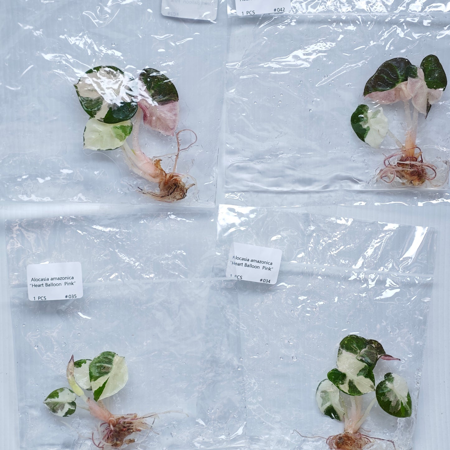 Alocasia Heart Balloon Pink Variegated (1plant/bag) - Tissue culture