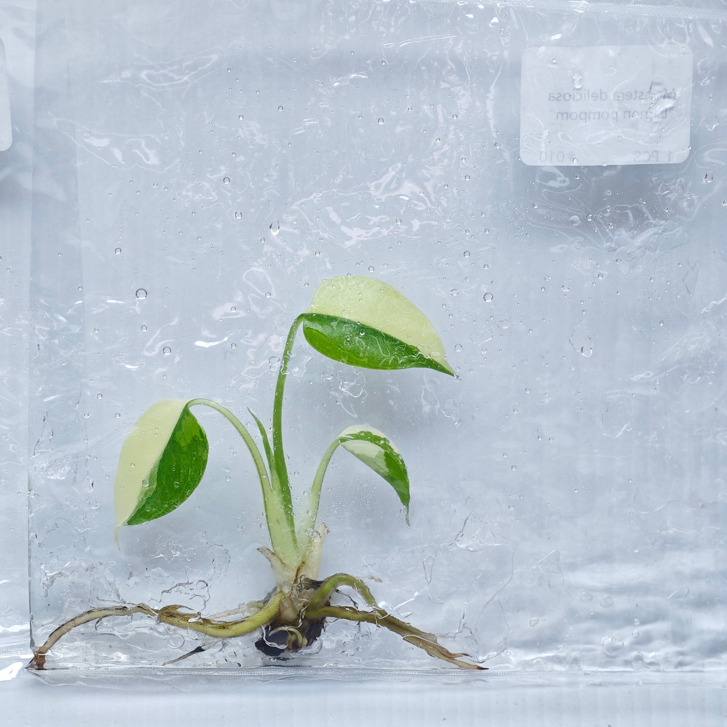 Monstera Lemon Pompom (1plant/bag) - Tissue culture