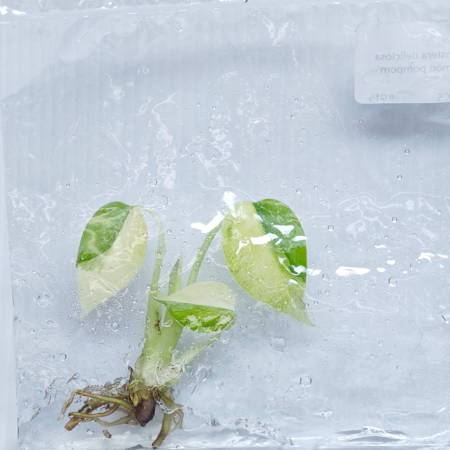Monstera Lemon Pompom (1plant/bag) - Tissue culture
