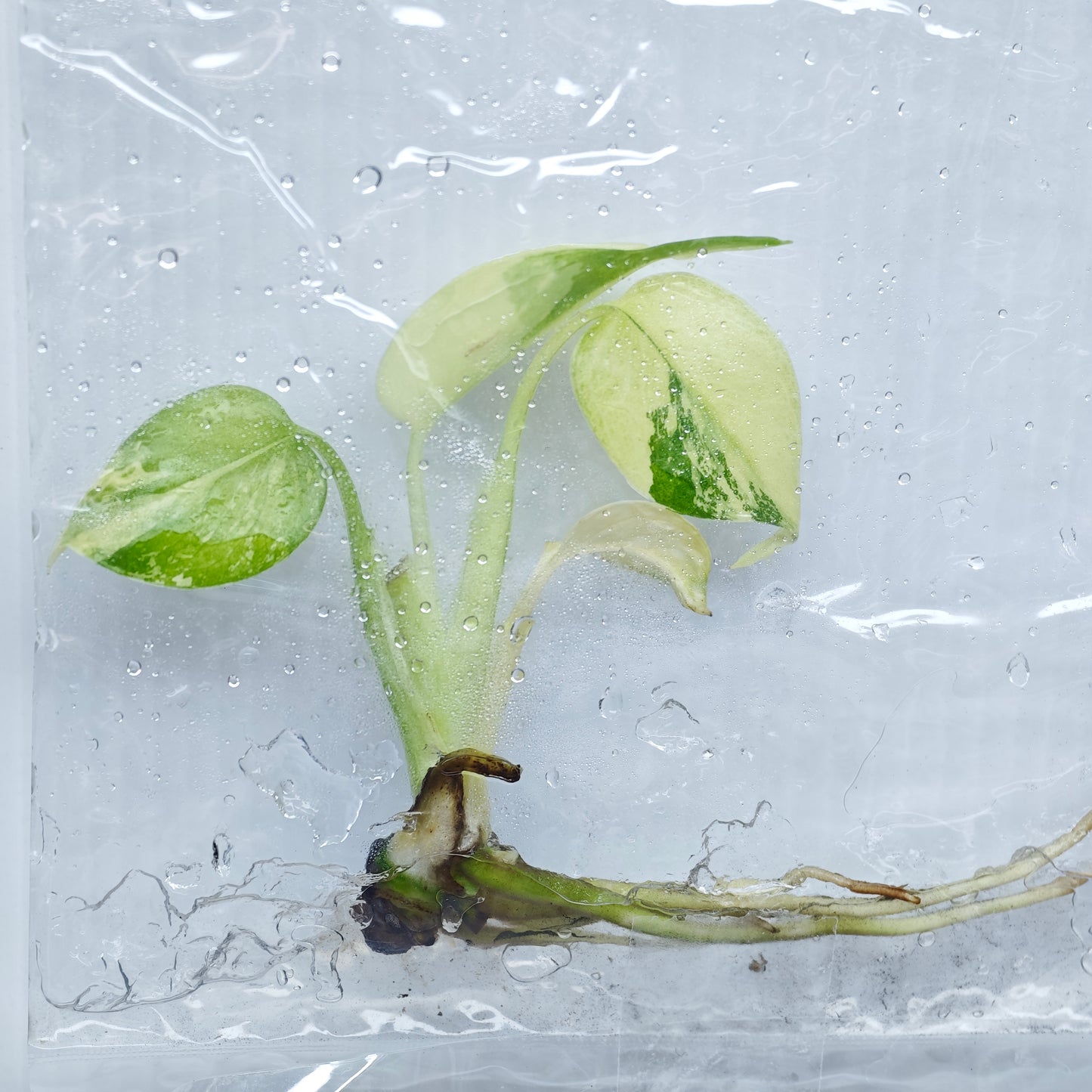 Monstera Lemon Pompom (1plant/bag) - Tissue culture