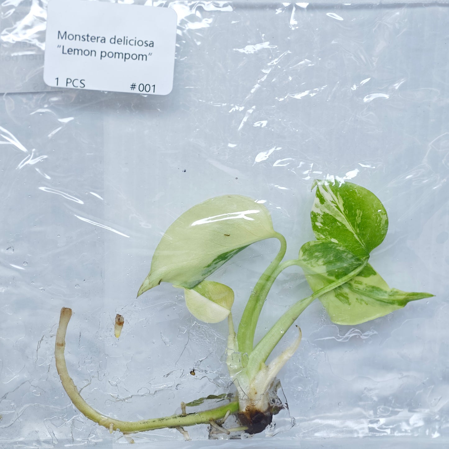 Monstera Lemon Pompom (1plant/bag) - Tissue culture