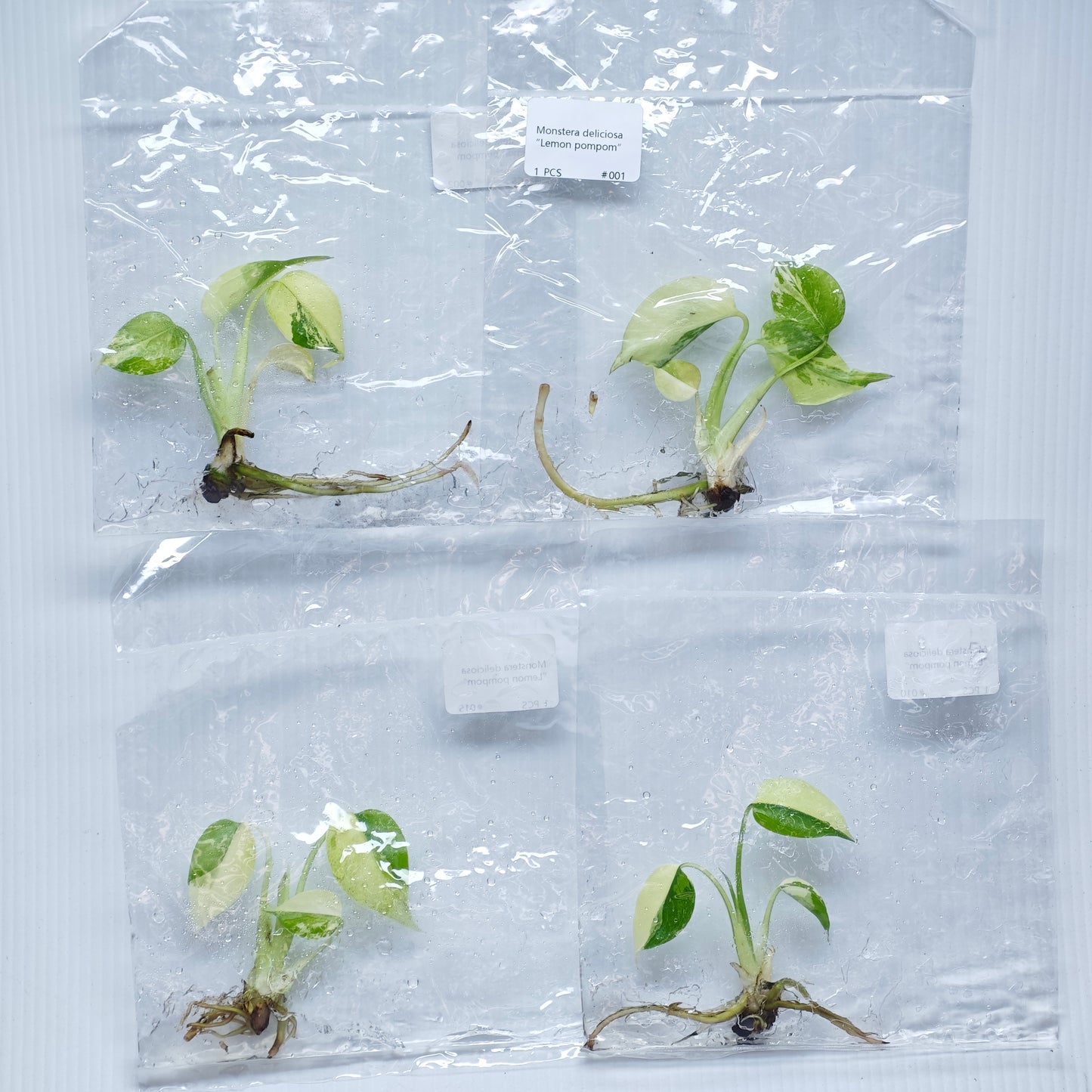 Monstera Lemon Pompom (1plant/bag) - Tissue culture