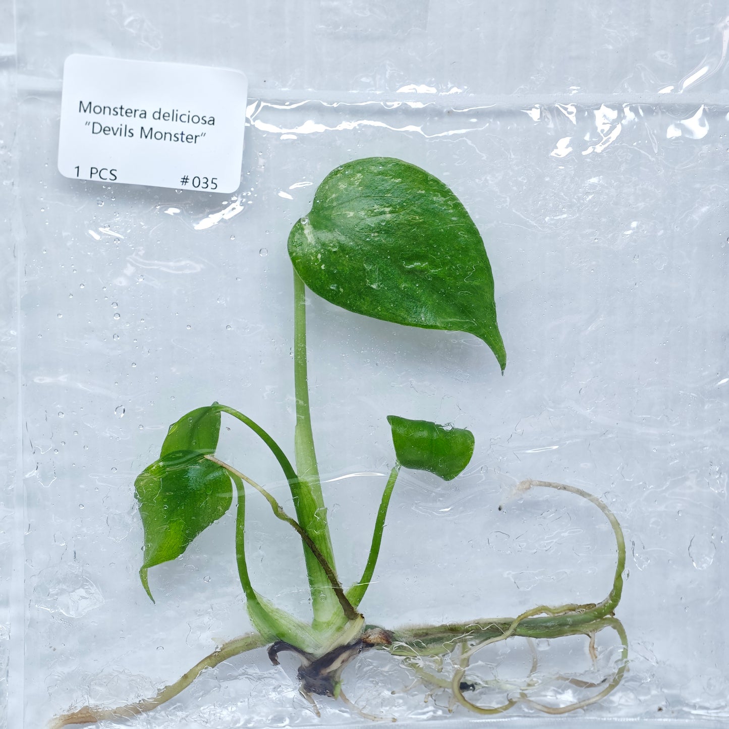 Monstera Devils Monster (1plant/bag) - Tissue culture
