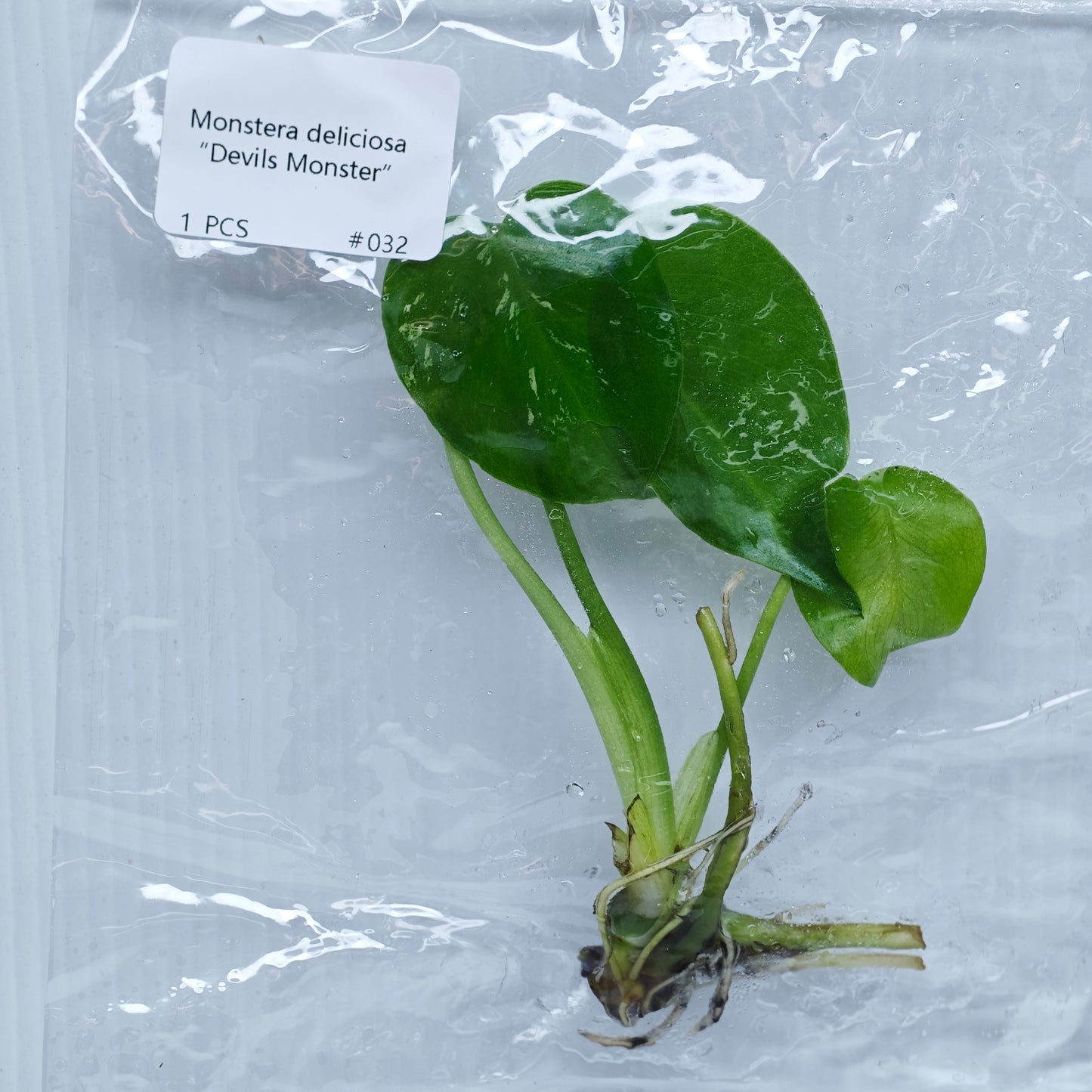 Monstera Devils Monster (1plant/bag) - Tissue culture