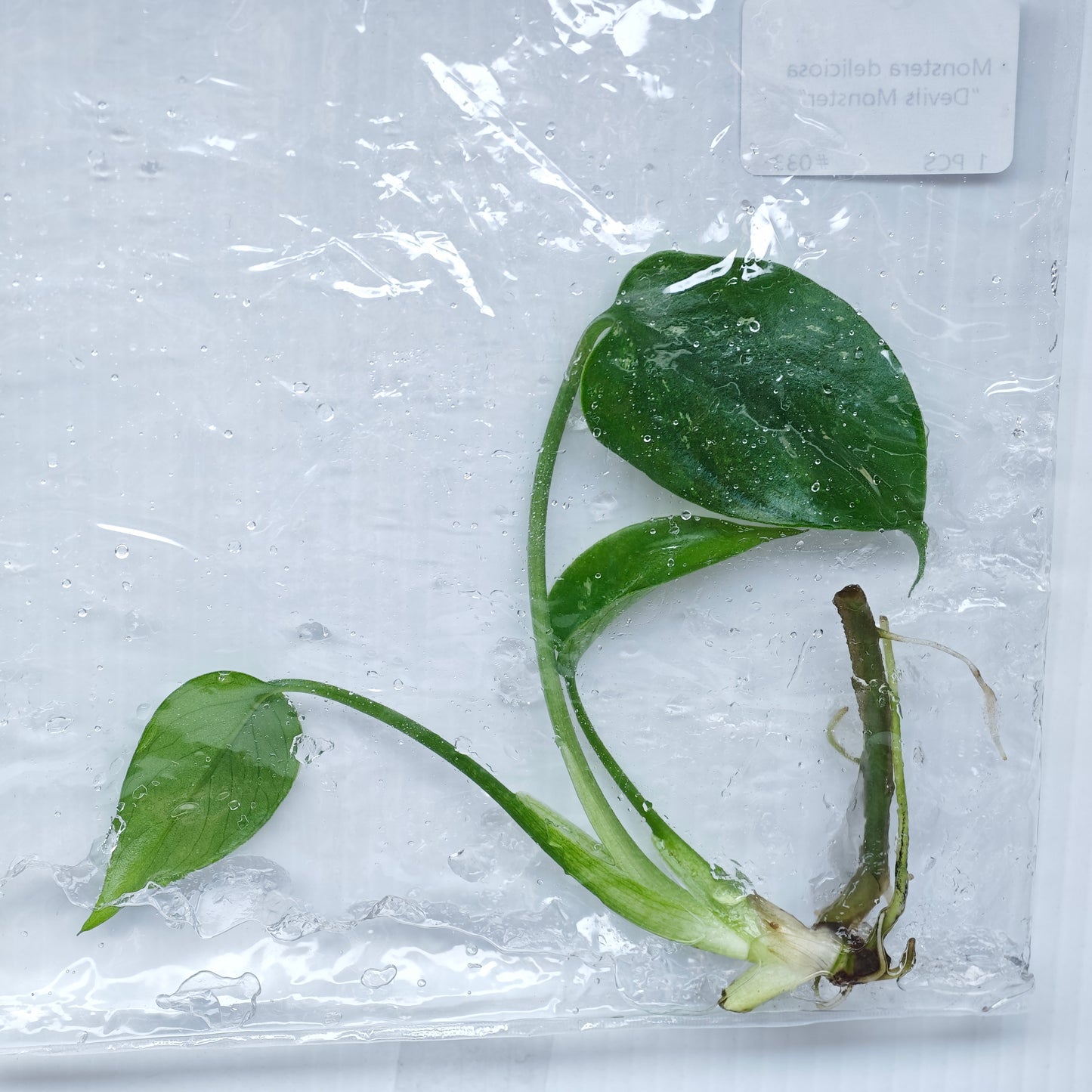 Monstera Devils Monster (1plant/bag) - Tissue culture