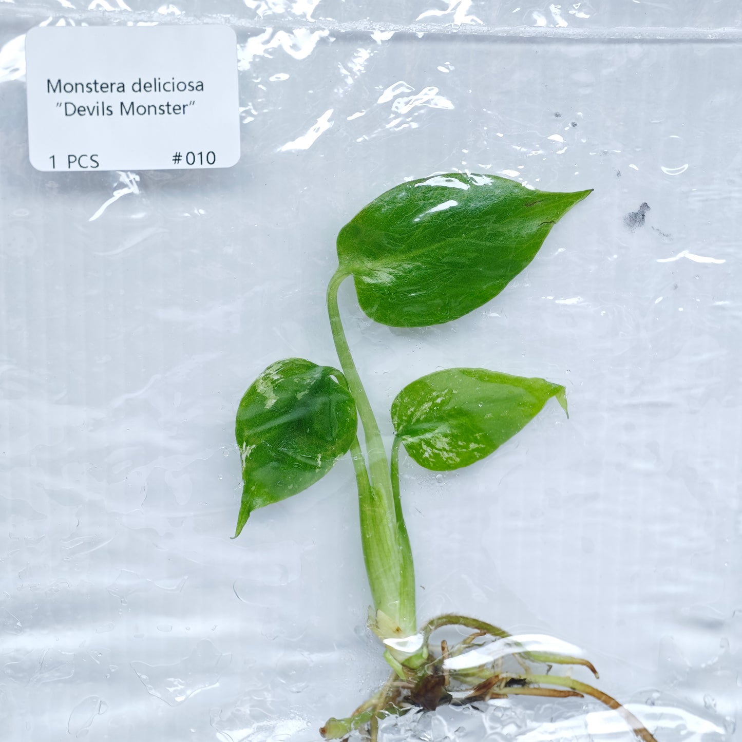 Monstera Devils Monster (1plant/bag) - Tissue culture