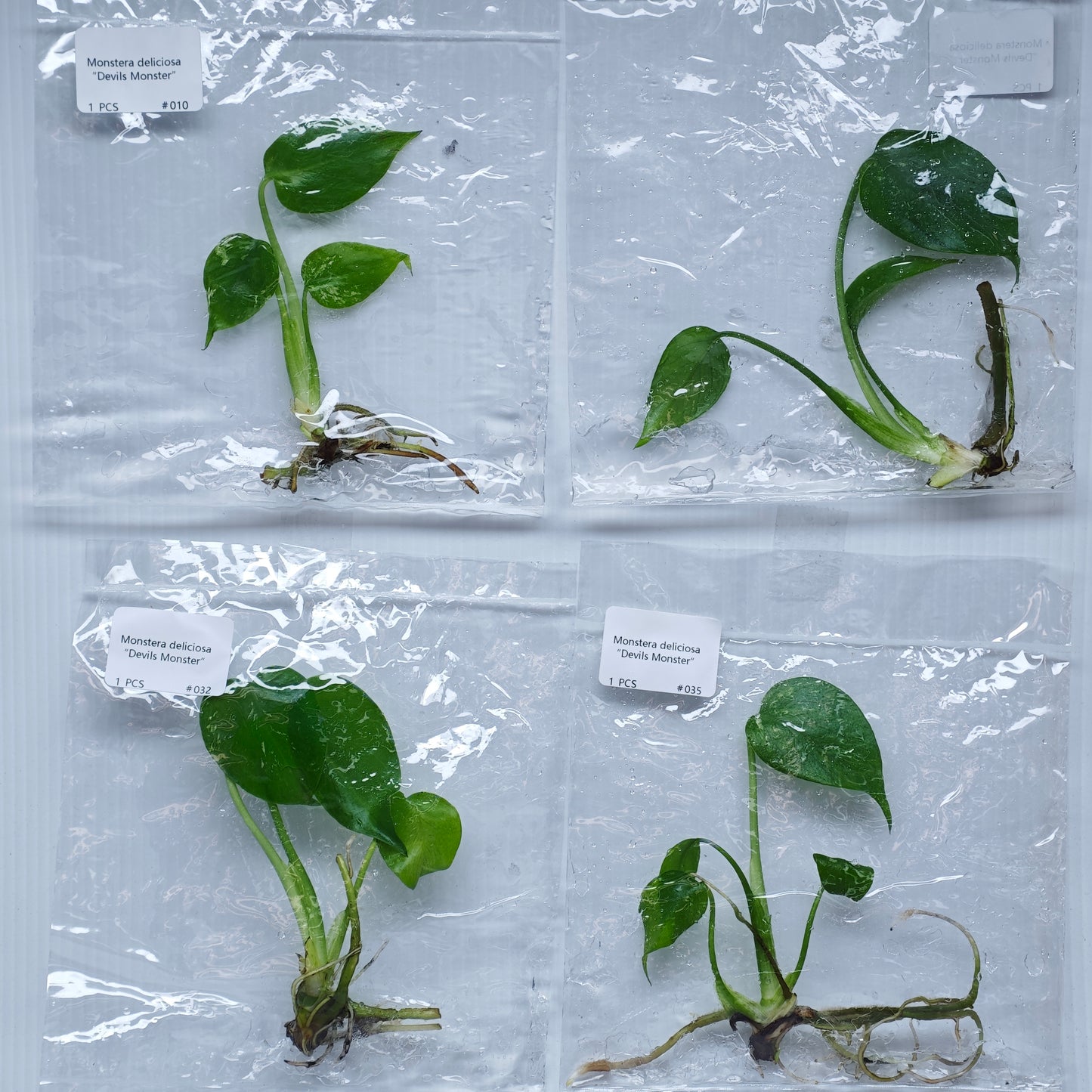 Monstera Devils Monster (1plant/bag) - Tissue culture