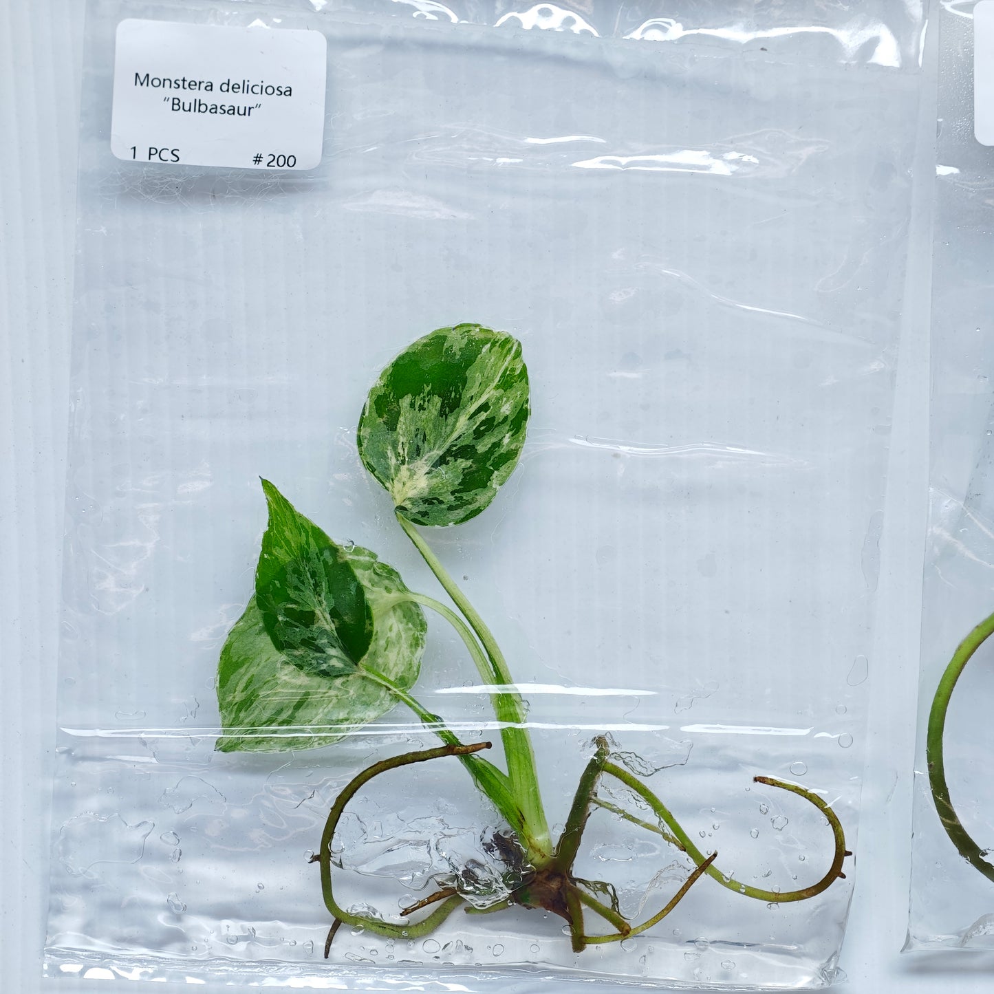 Monstera Bulbasaur Premium Variegation (1plant/bag) - Tissue culture