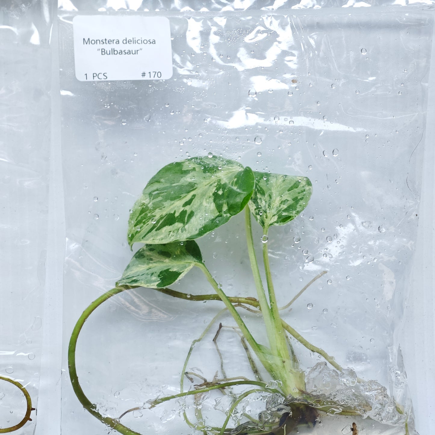 Monstera Bulbasaur Premium Variegation (1plant/bag) - Tissue culture