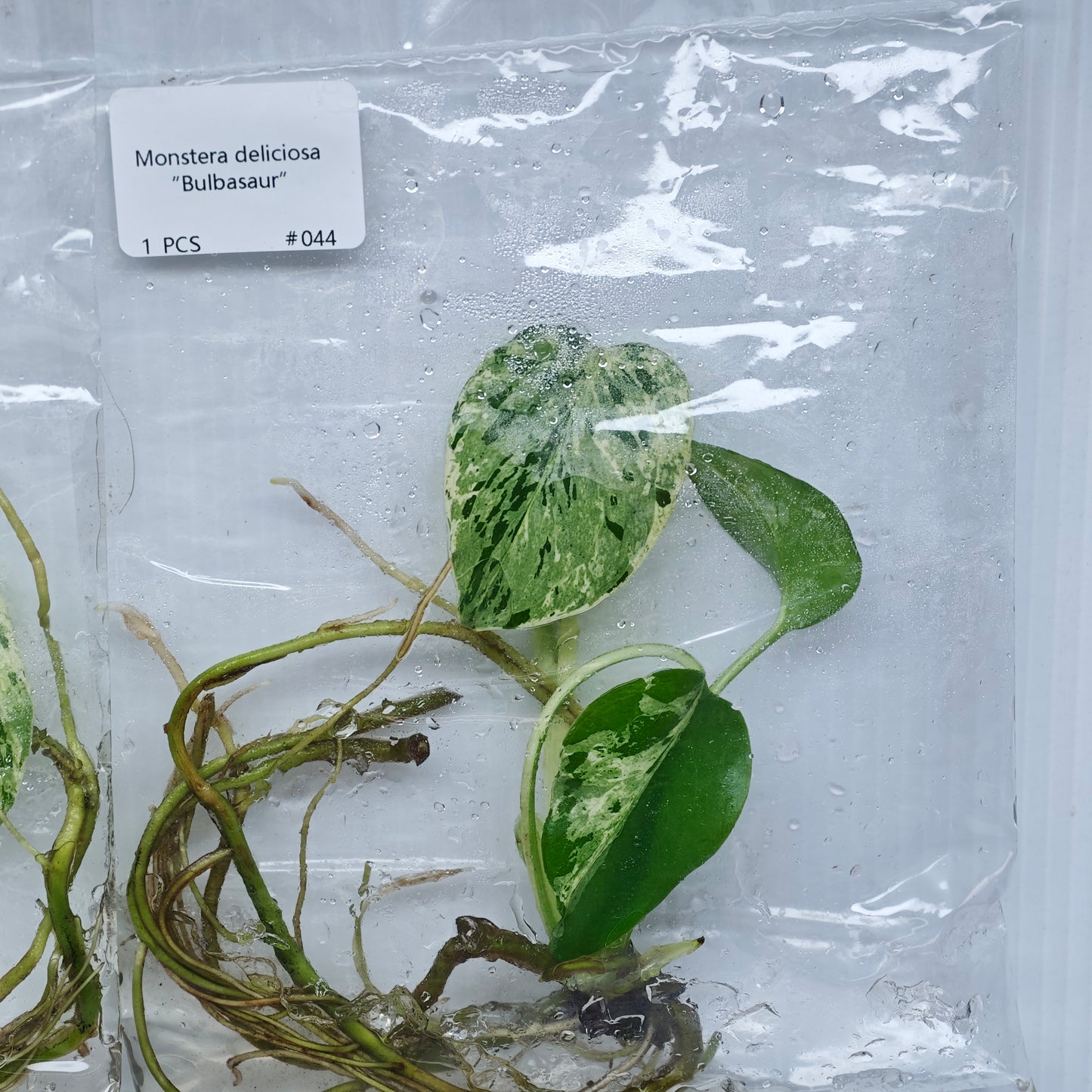 Monstera Bulbasaur Premium Variegation (1plant/bag) - Tissue culture
