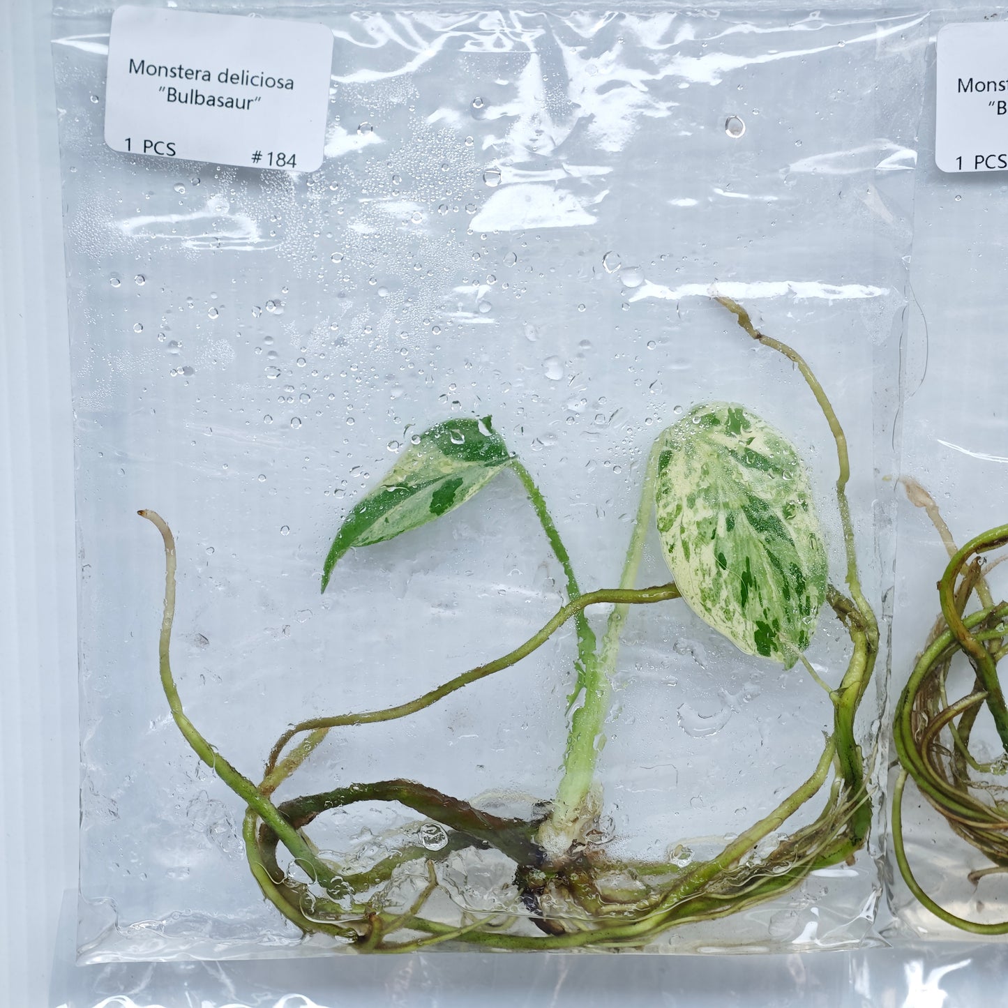Monstera Bulbasaur Premium Variegation (1plant/bag) - Tissue culture