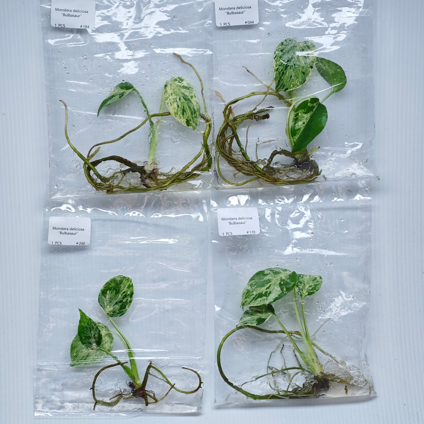 Monstera Bulbasaur Premium Variegation (1plant/bag) - Tissue culture