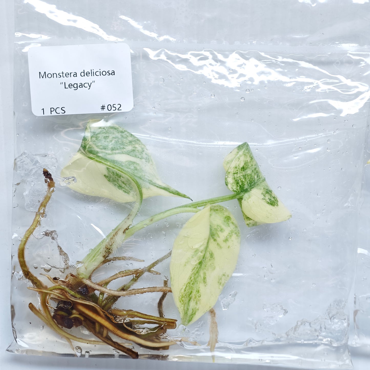 Monstera Legacy (1plant/bag) - Tissue culture