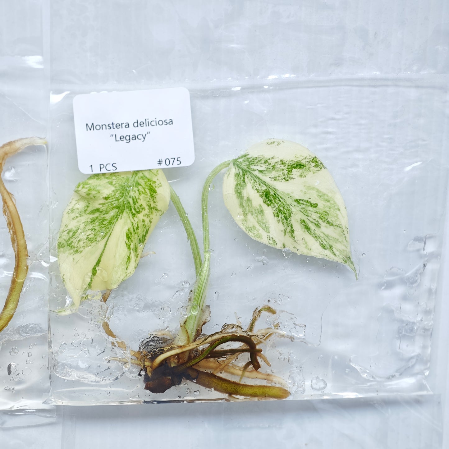 Monstera Legacy (1plant/bag) - Tissue culture