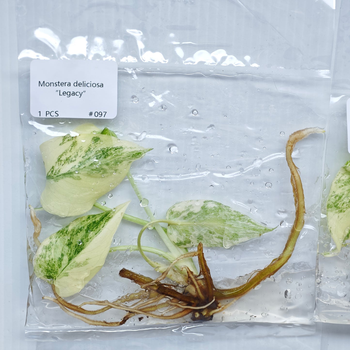 Monstera Legacy (1plant/bag) - Tissue culture