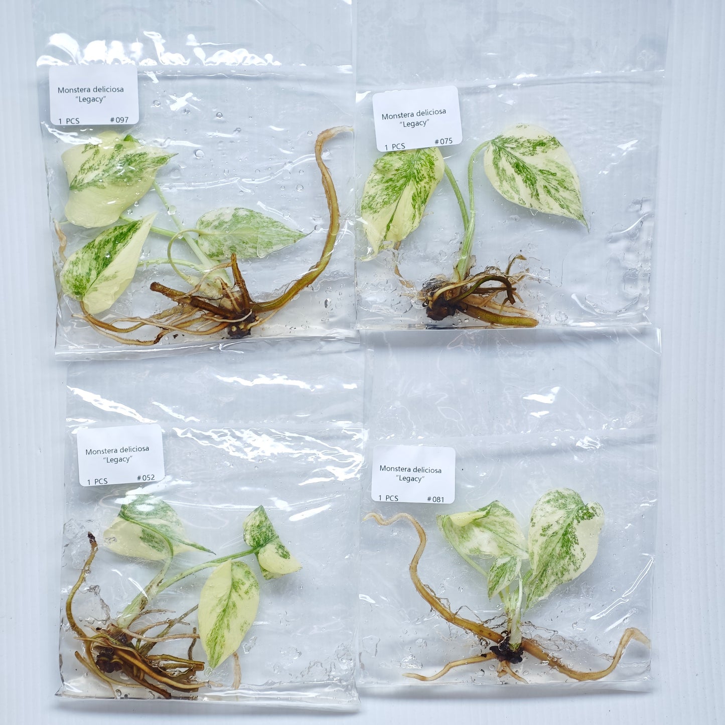 Monstera Legacy (1plant/bag) - Tissue culture