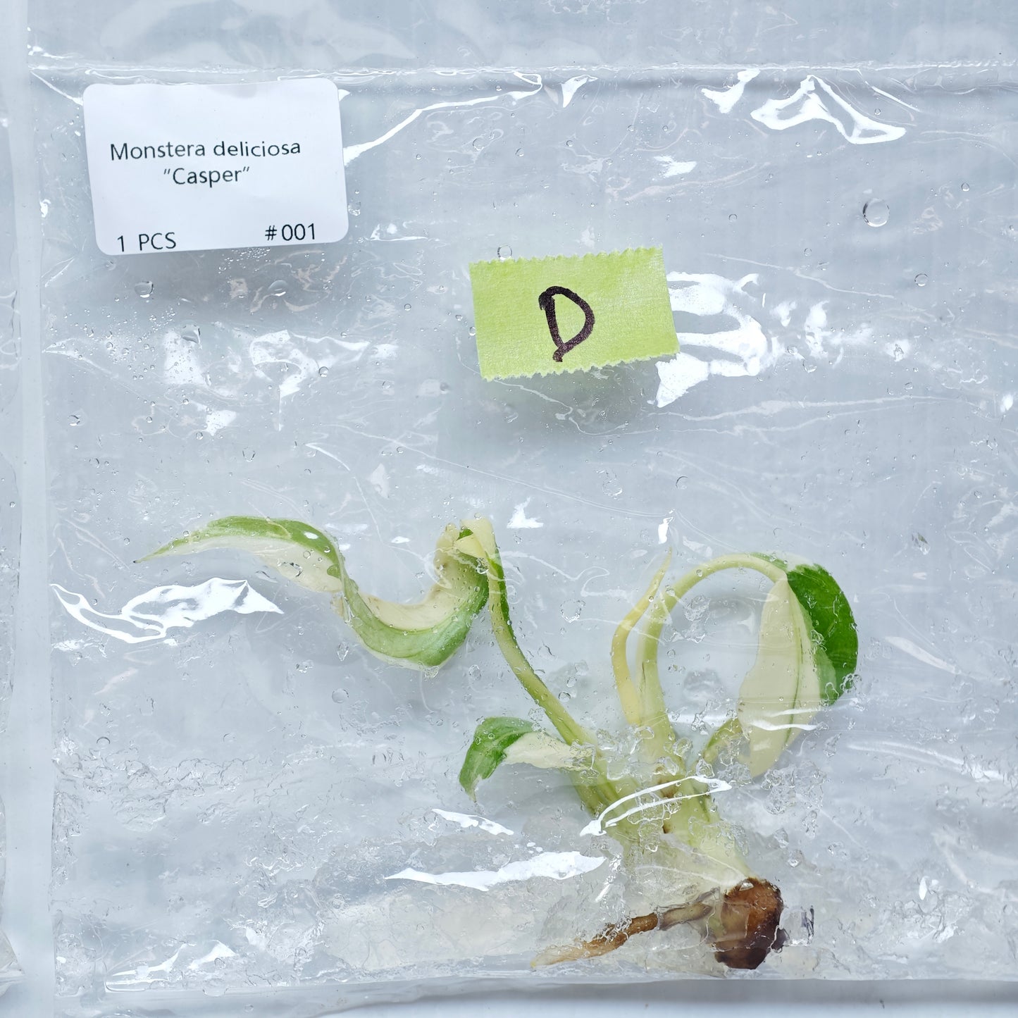 Monstera Casper (1plant/bag) - Tissue culture