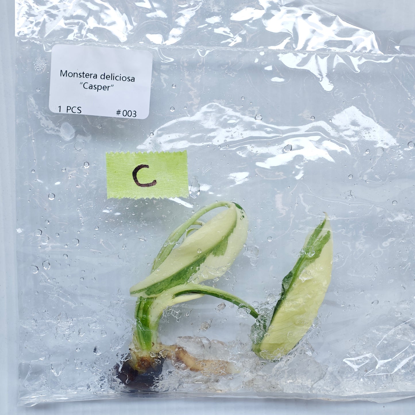Monstera Casper (1plant/bag) - Tissue culture