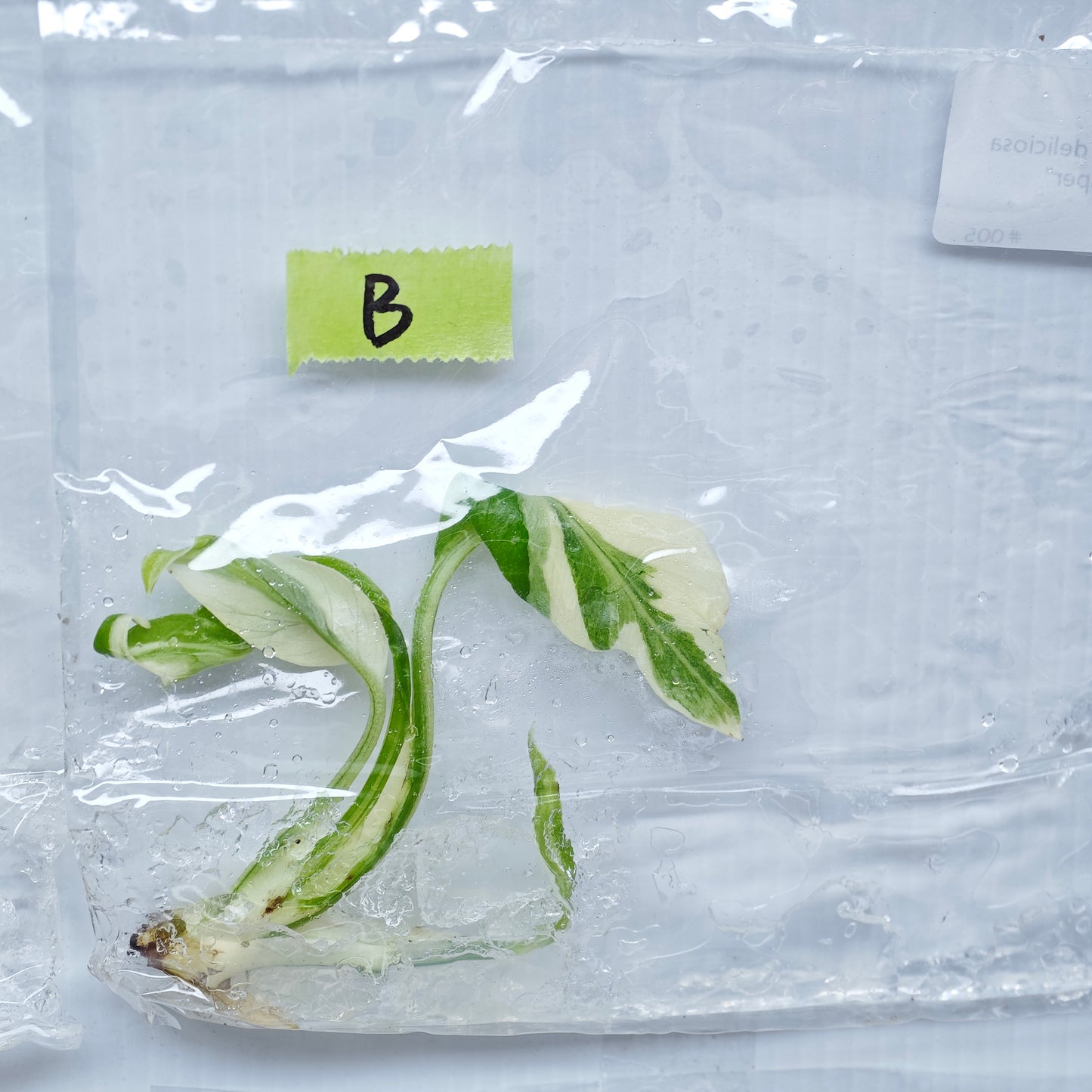 Monstera Casper (1plant/bag) - Tissue culture