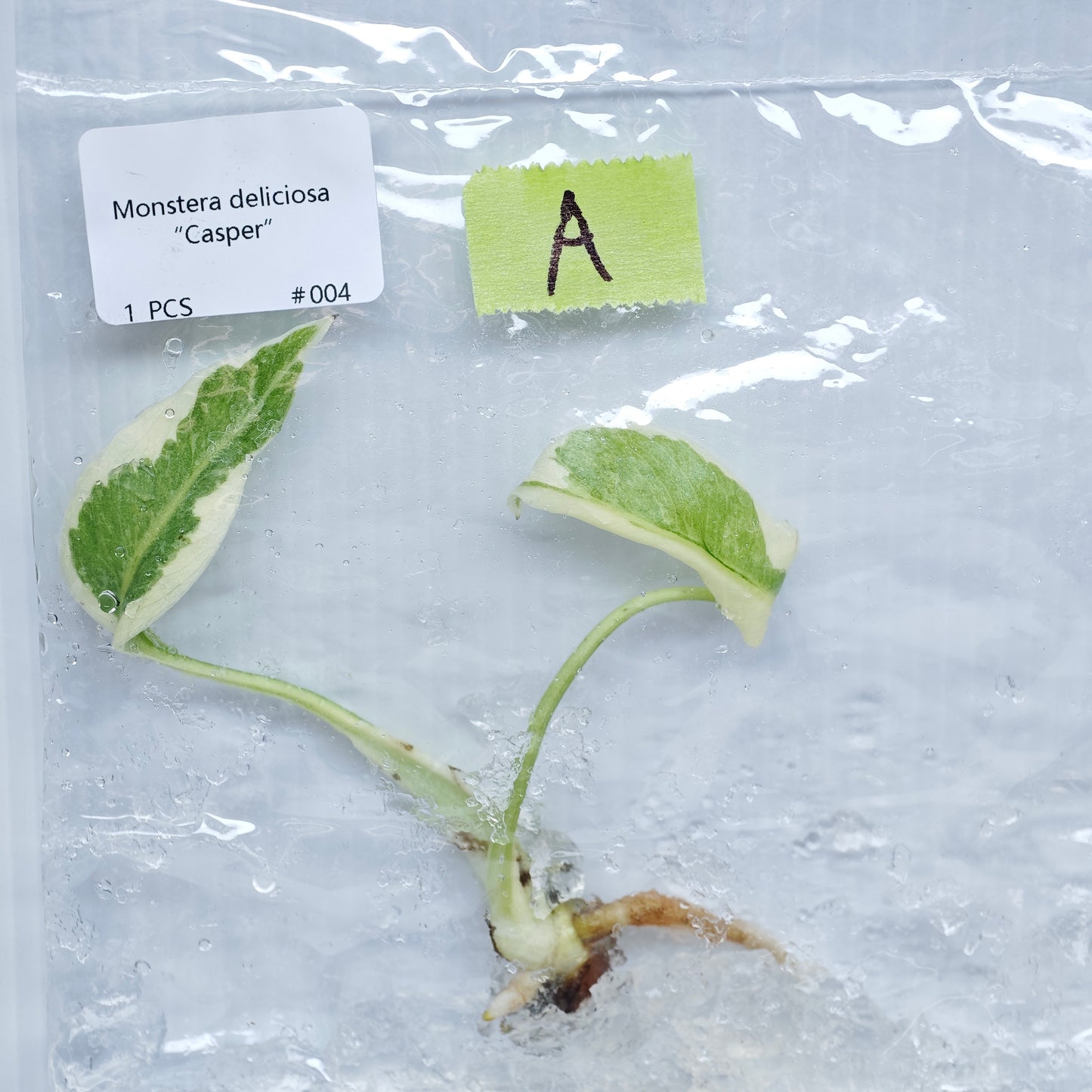 Monstera Casper (1plant/bag) - Tissue culture