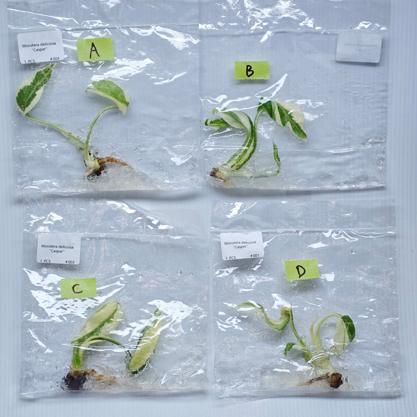 Monstera Casper (1plant/bag) - Tissue culture