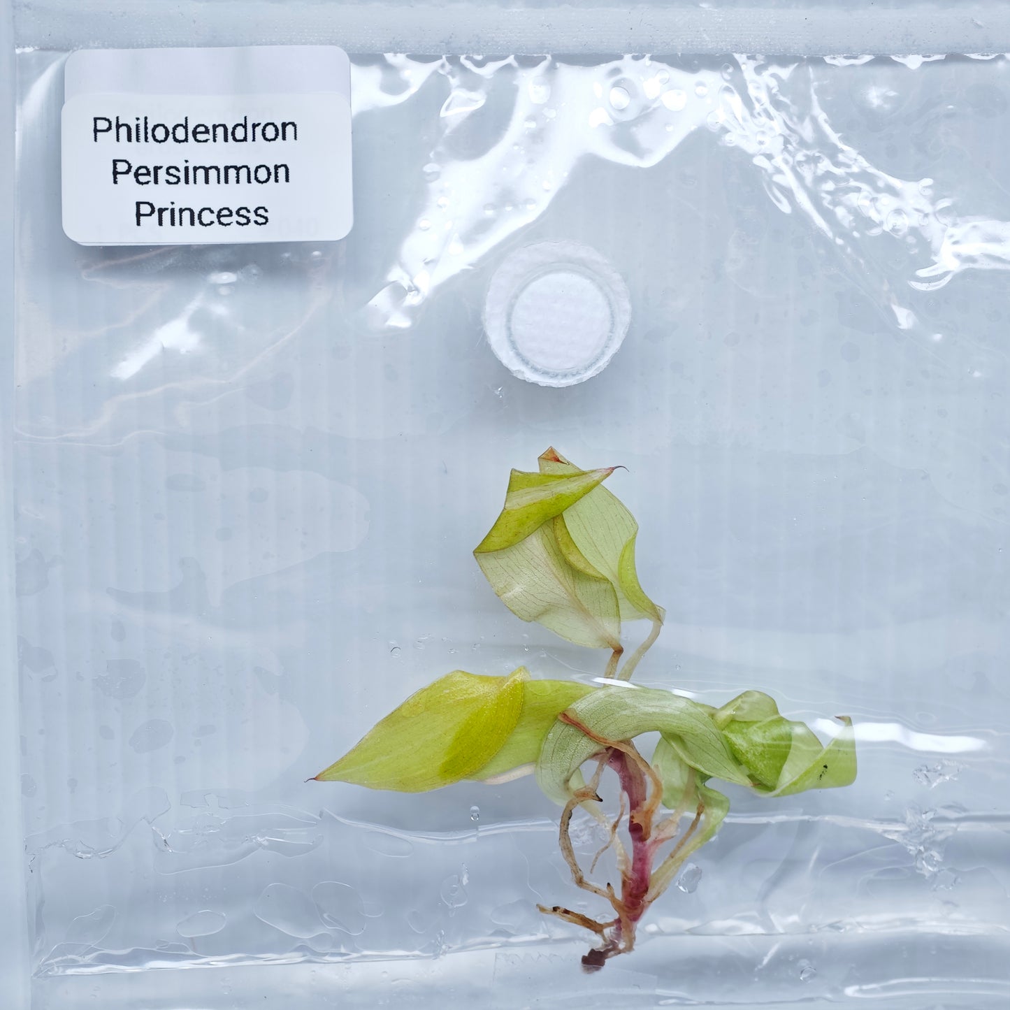 Philodendron Persimmon Princess (1plant/bag) - Tissue culture