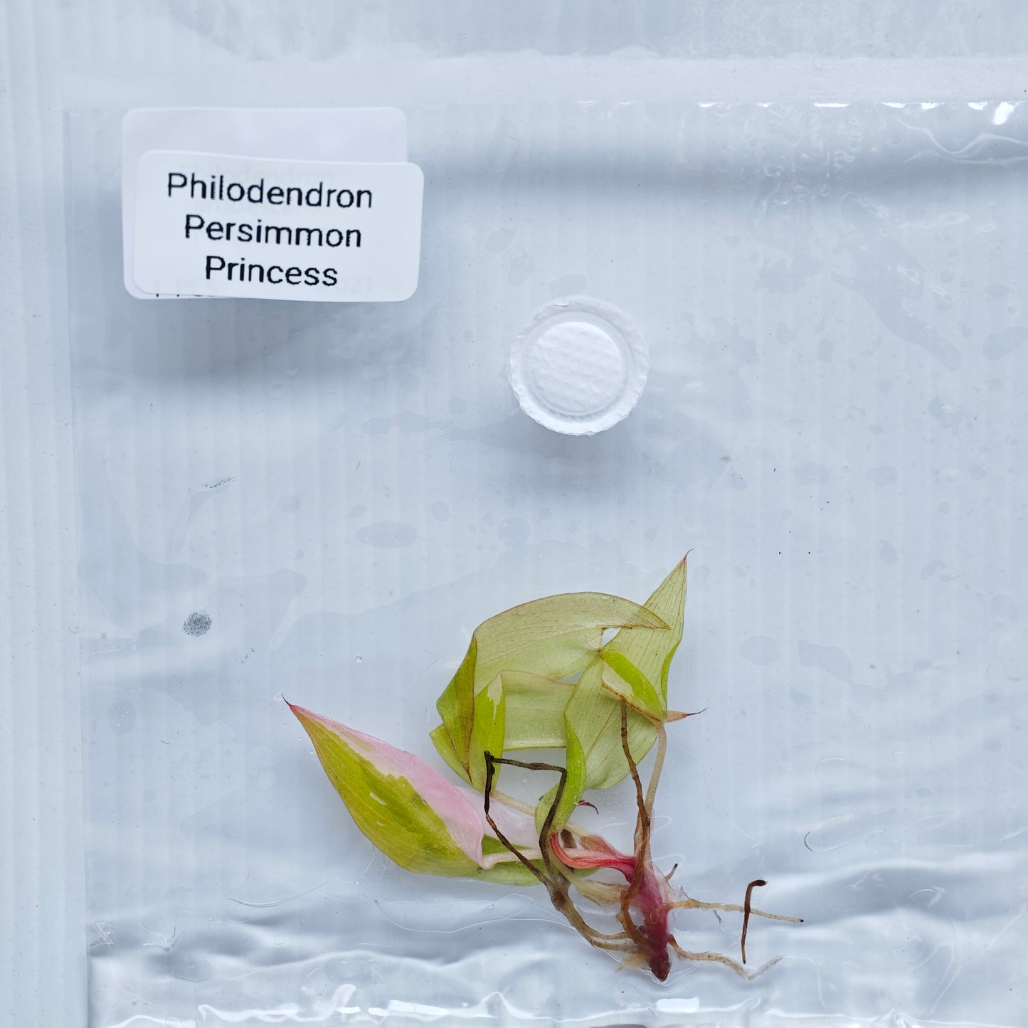 Philodendron Persimmon Princess (1plant/bag) - Tissue culture
