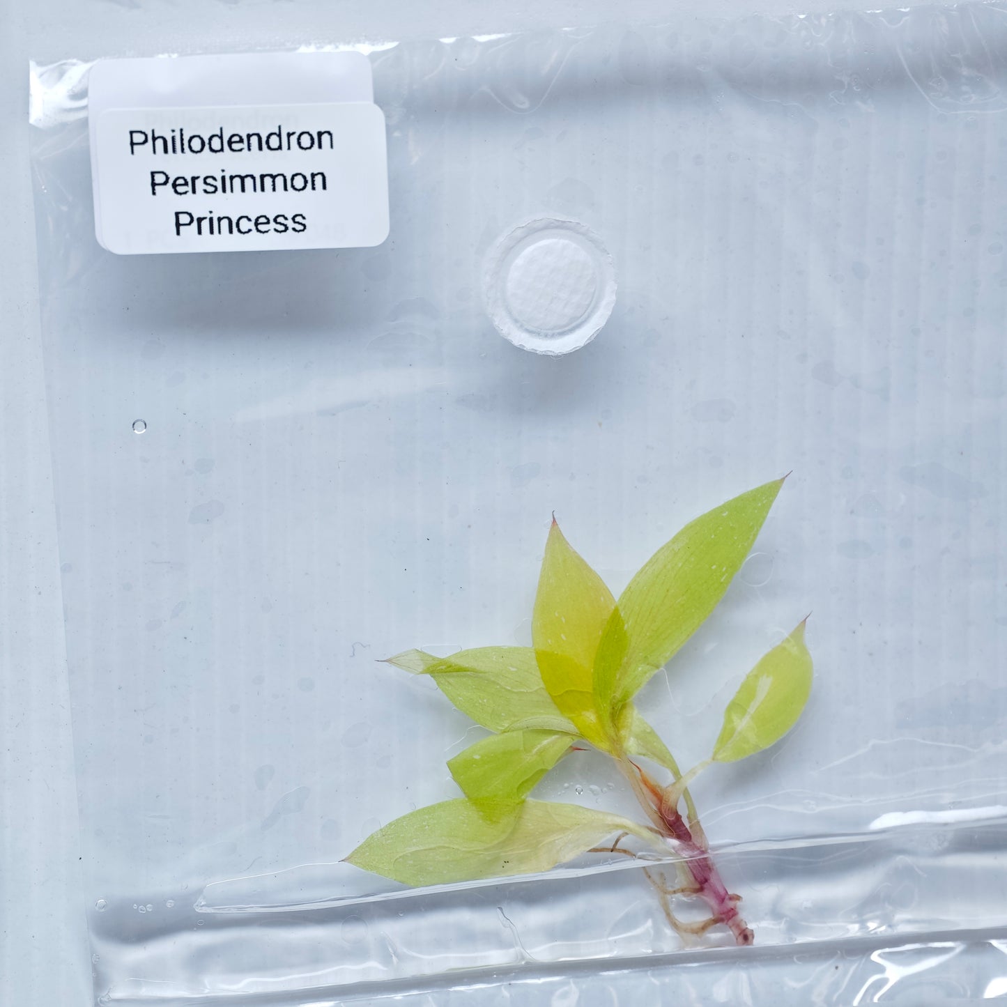 Philodendron Persimmon Princess (1plant/bag) - Tissue culture