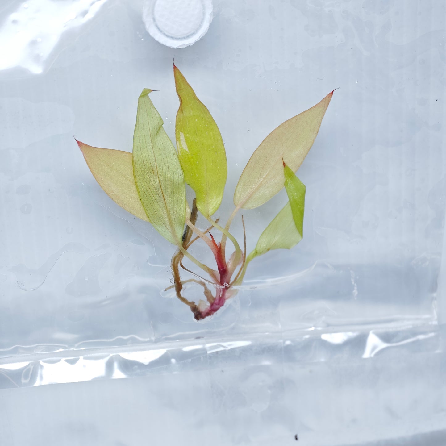 Philodendron Persimmon Princess (1plant/bag) - Tissue culture