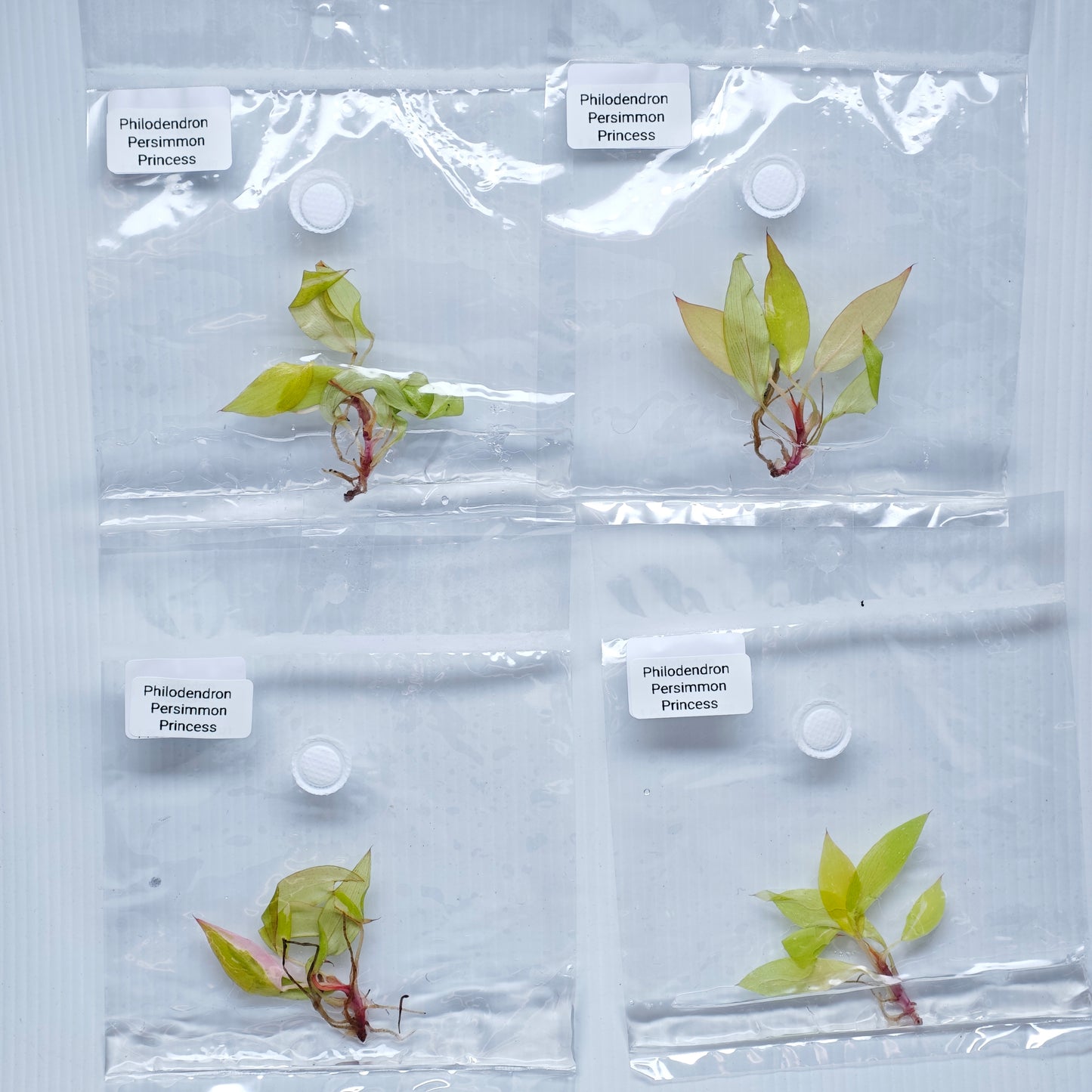 Philodendron Persimmon Princess (1plant/bag) - Tissue culture