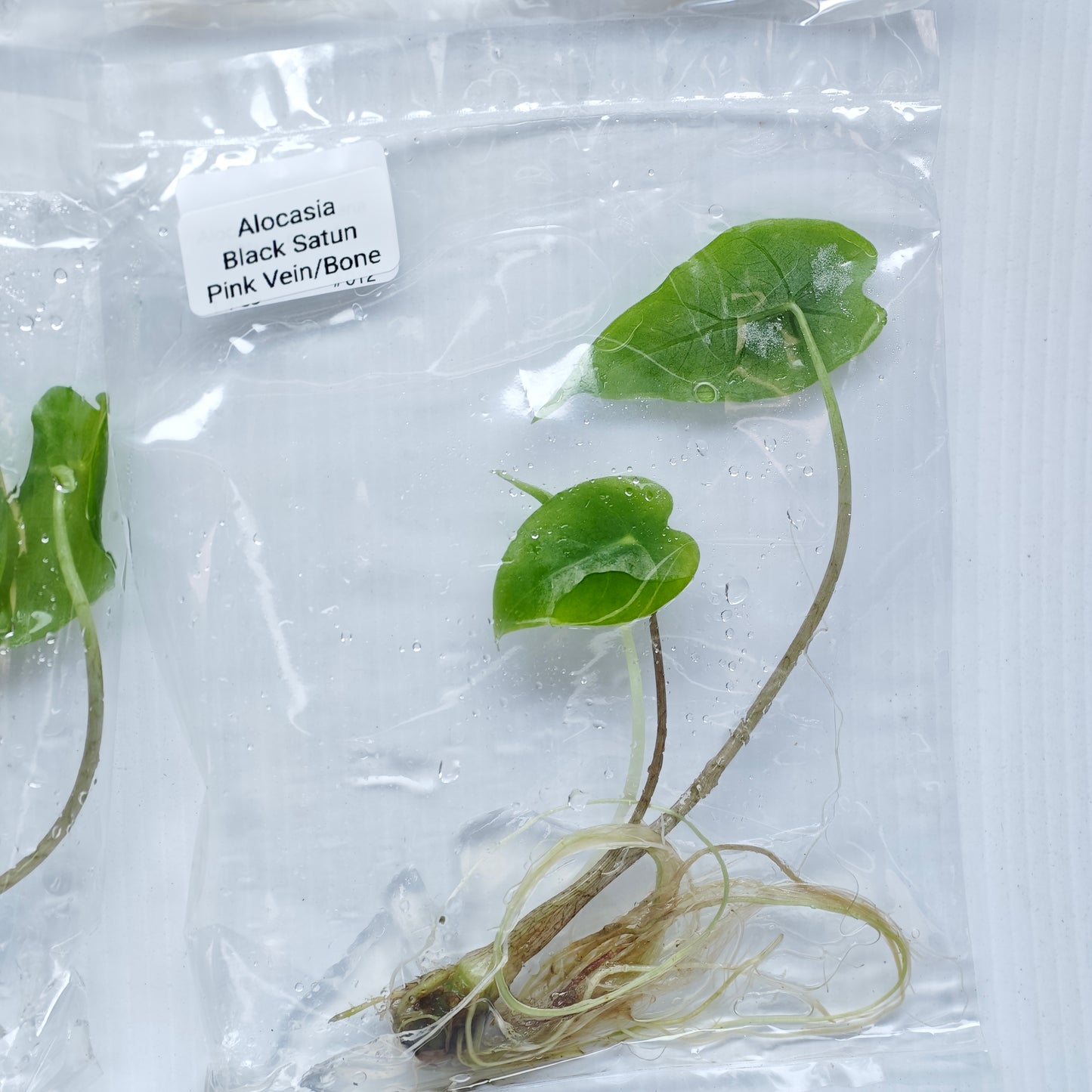 Alocasia Black Satun Pink Vein  (1plant/bag) - Tissue culture