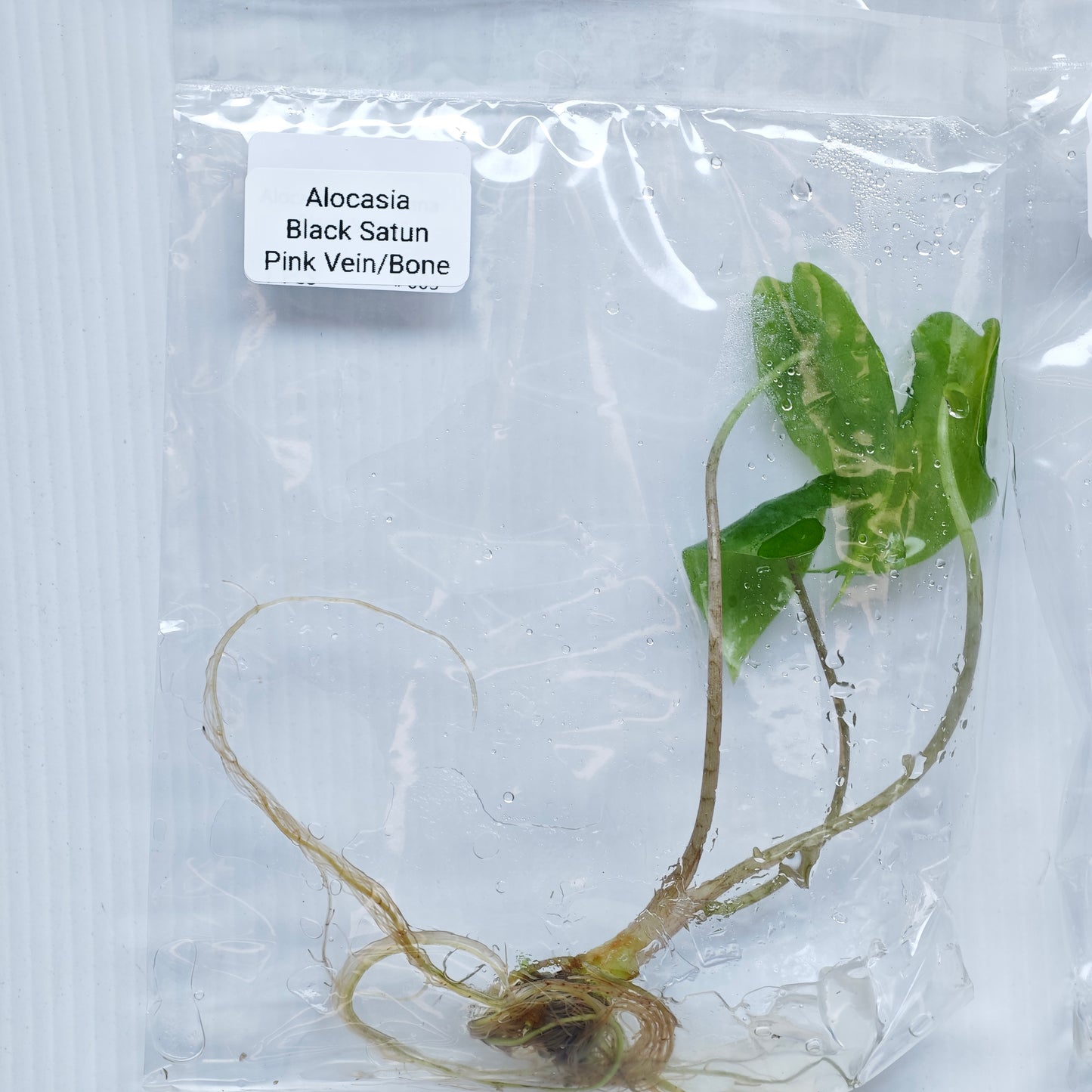 Alocasia Black Satun Pink Vein  (1plant/bag) - Tissue culture