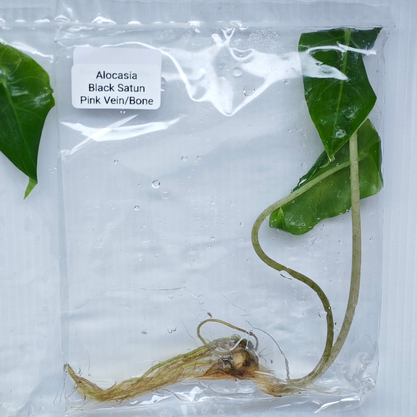 Alocasia Black Satun Pink Vein  (1plant/bag) - Tissue culture