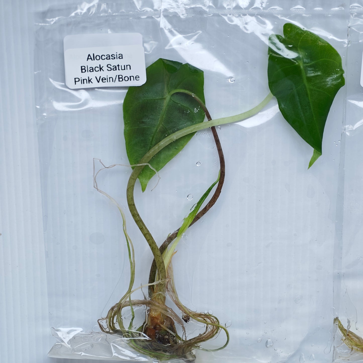 Alocasia Black Satun Pink Vein  (1plant/bag) - Tissue culture