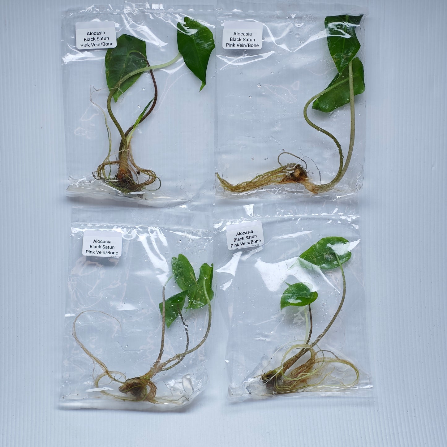 Alocasia Black Satun Pink Vein  (1plant/bag) - Tissue culture